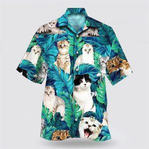 Scottish Fold Cat Is So Cute On…